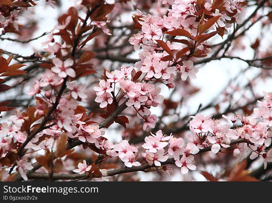 Blossom, Pink, Branch, Spring