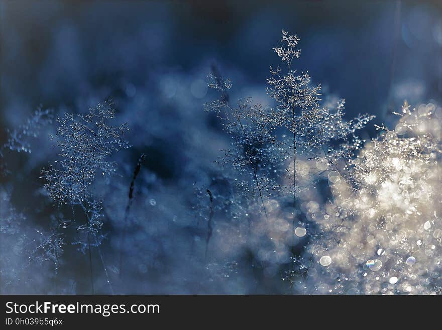 Blur of pine trees with snow and ice. Blur of pine trees with snow and ice.