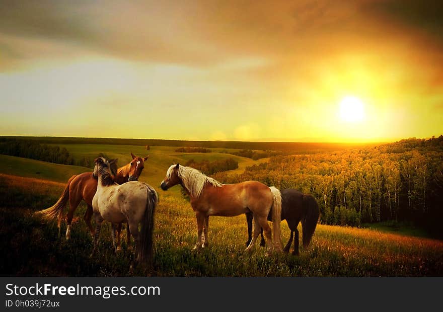 Pack of horses standing in green country field at sunset. Pack of horses standing in green country field at sunset.