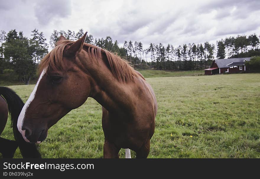 Horse on Landscape Against Sky