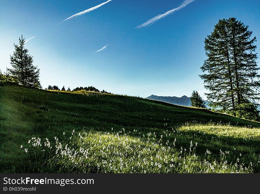 Green meadow with grasses and pine trees against blue skies on sunny day. Green meadow with grasses and pine trees against blue skies on sunny day.