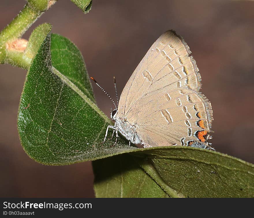 HAIRSTREAK, EDWARD&#x27;S &#x28;Satyrium edwardsii&#x29; &#x28;6-15-2017&#x29; weymouth woods sandhills preserve, richmond co, nc -04