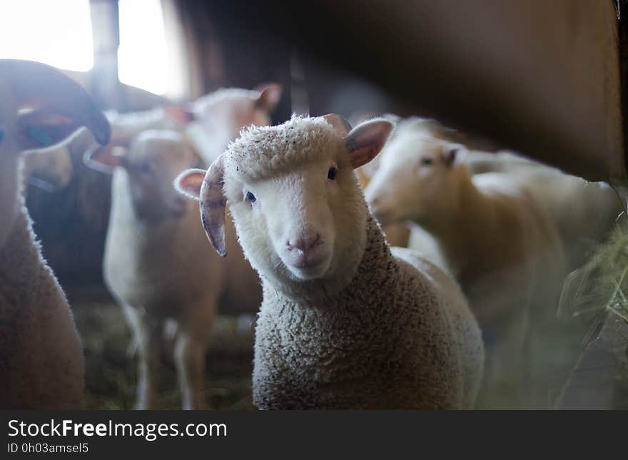 Close up of lamb with other sheep and ram inside barn paddock or stable. Close up of lamb with other sheep and ram inside barn paddock or stable.