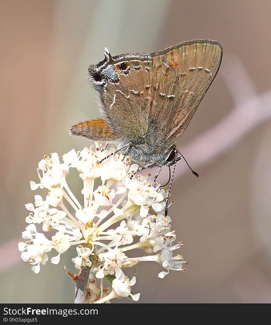 HAIRSTREAK, HEDGEROW &#x28;Satyrium saepium&#x29; &#x28;7-5-2017&#x29; singletree campground, boulder mt, wayne co, ut -04