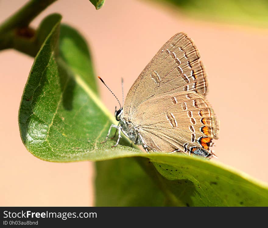 HAIRSTREAK, EDWARD&#x27;S &#x28;Satyrium edwardsii&#x29; &#x28;6-15-2017&#x29; weymouth woods sandhills preserve, richmond co, nc -02