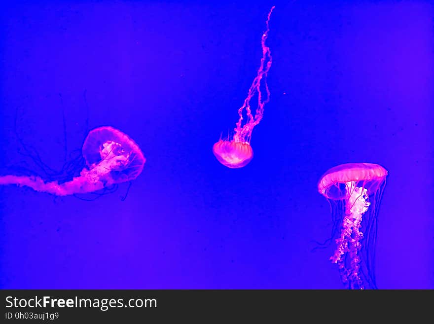 Pink florescent jellyfish swimming in purple tank. Pink florescent jellyfish swimming in purple tank.