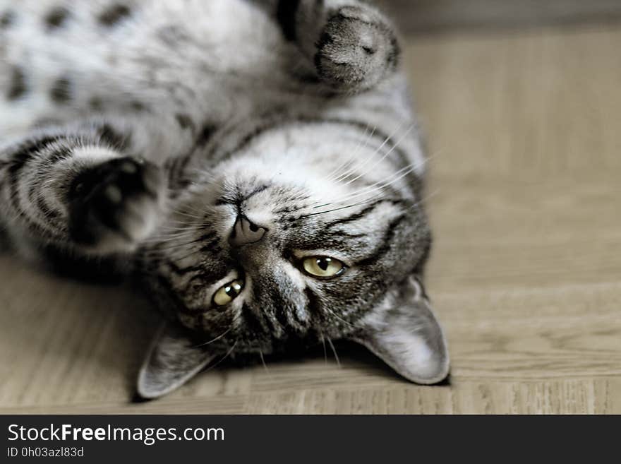 A gray and white tabby cat on its back.