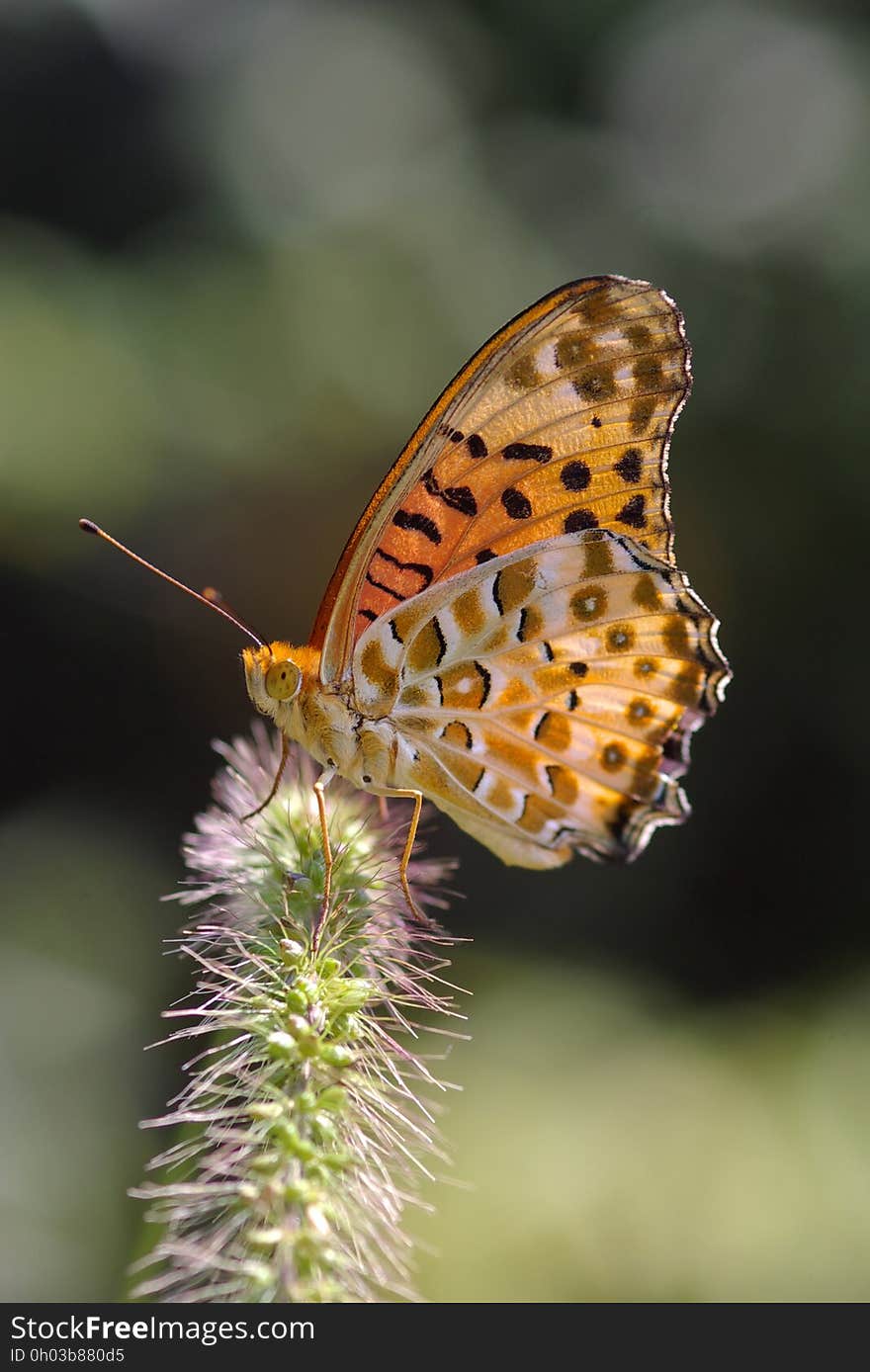 White Brown and Black Butterfly