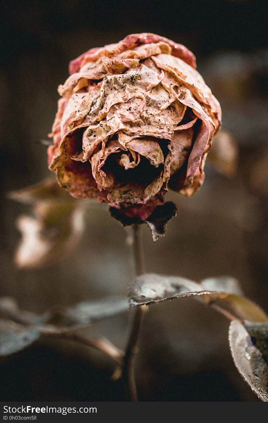 Brown Dried Rose Macro Photography