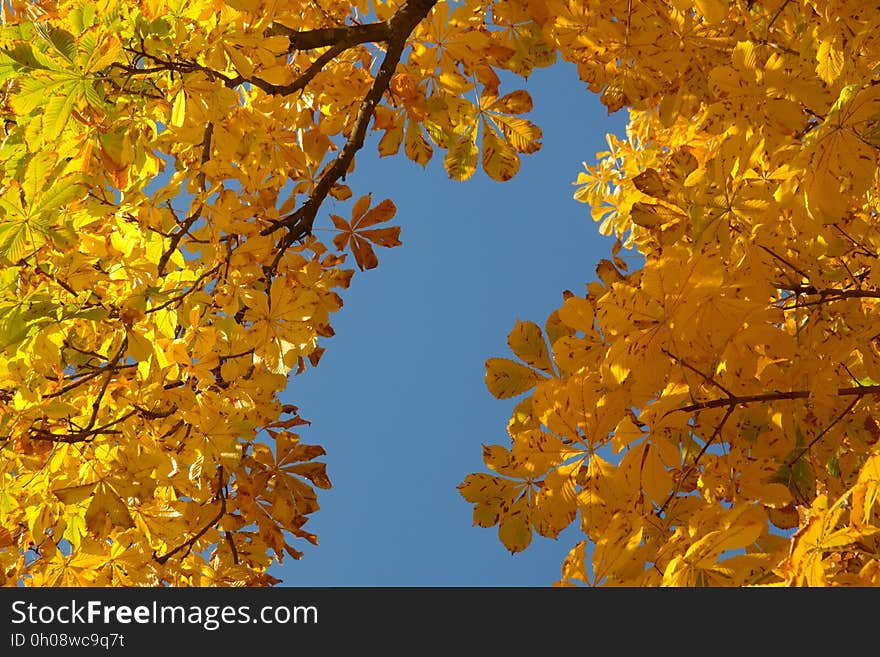 Maidenhair Tree, Yellow, Tree, Autumn