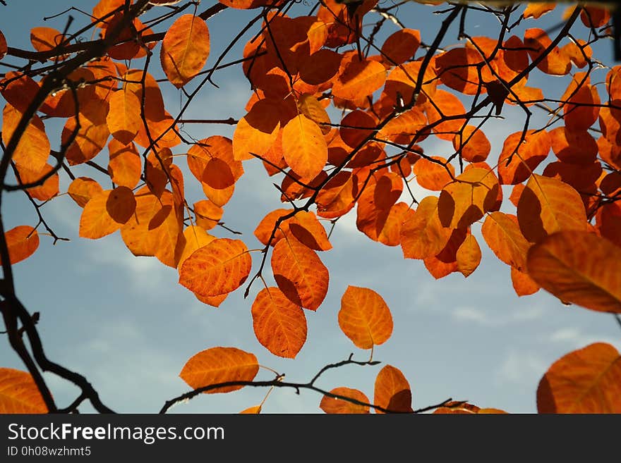 Leaf, Branch, Autumn, Deciduous