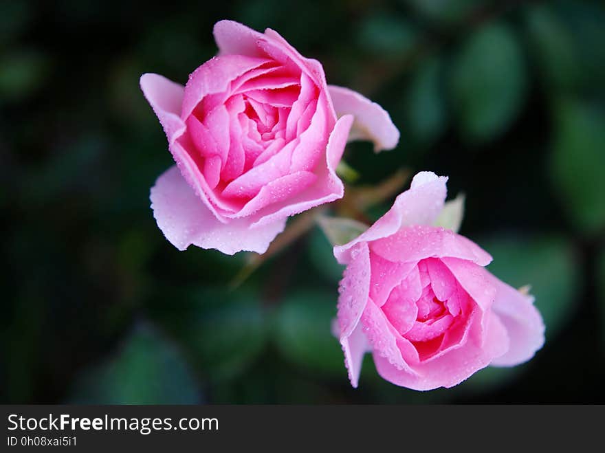 Flower, Rose, Rose Family, Pink