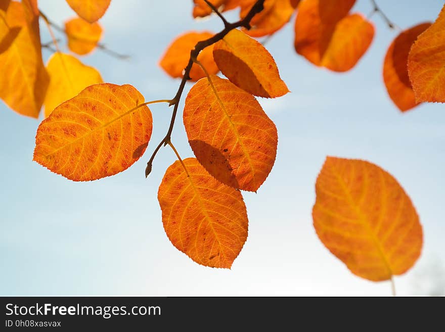 Leaf, Autumn, Deciduous, Peruvian Groundcherry