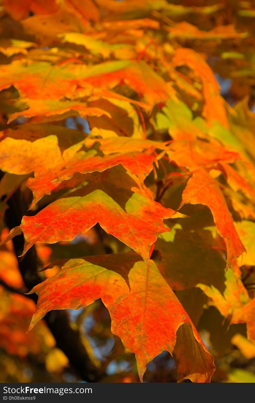 Leaf, Autumn, Maple Leaf, Orange