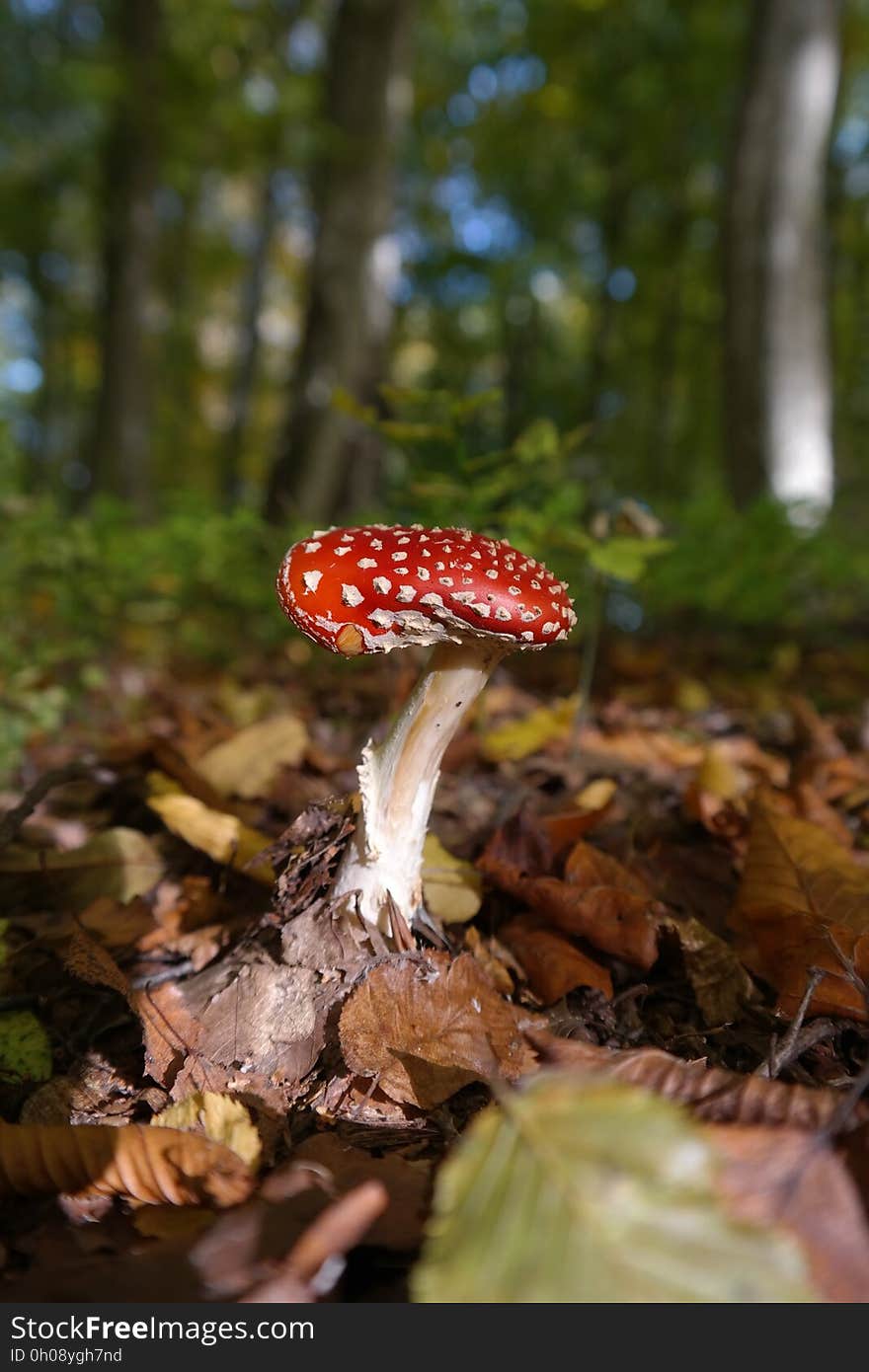 Fungus, Mushroom, Agaric, Leaf