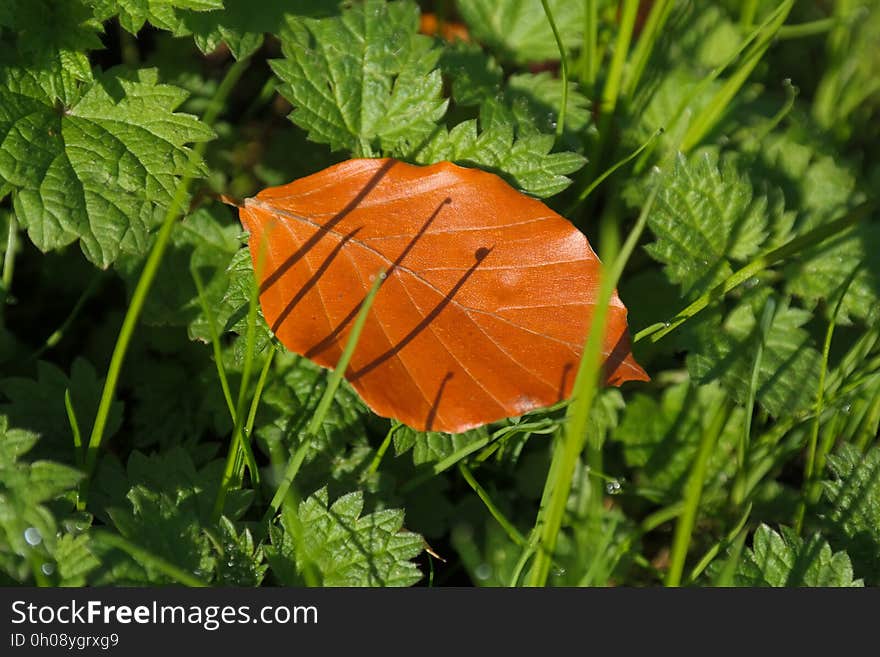 Leaf, Grass, Plant, Vascular Plant