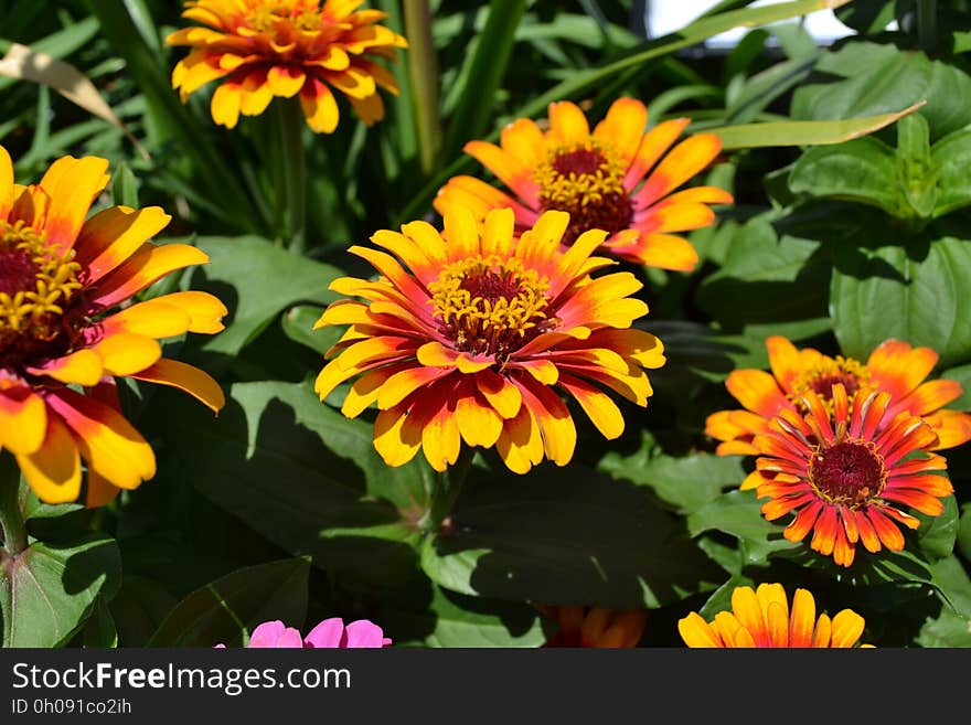 Flower, Plant, Annual Plant, Blanket Flowers