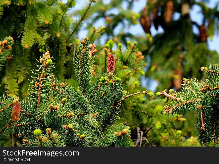 Vegetation, Ecosystem, Tree, Spruce