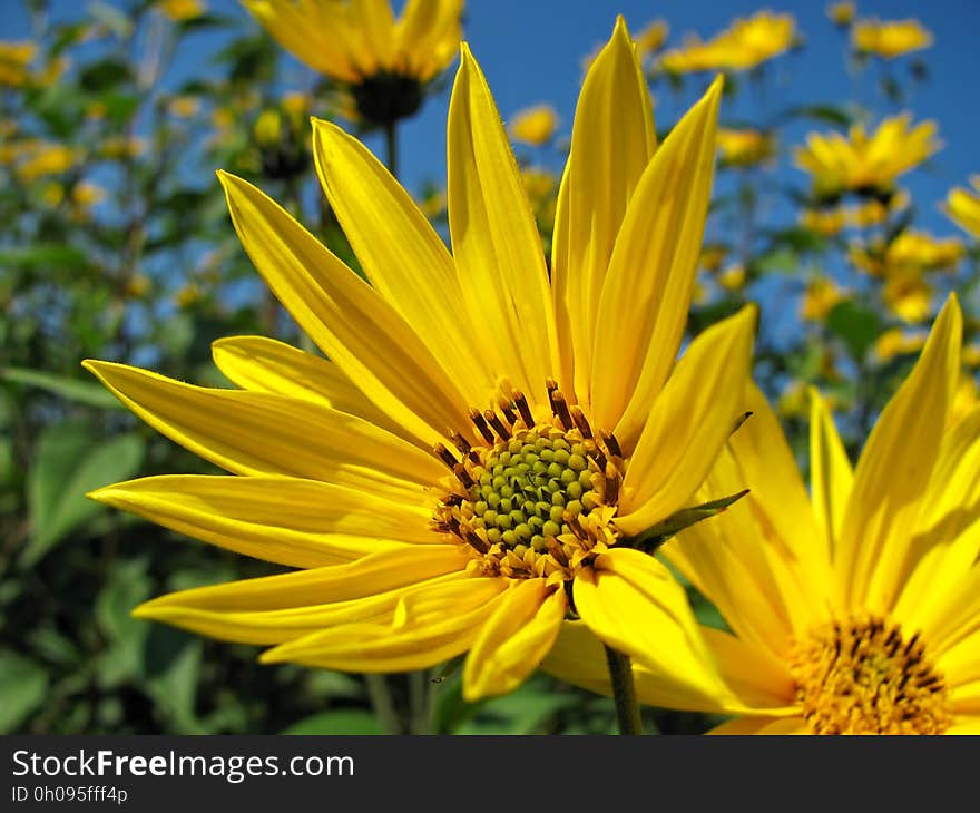 Flower, Yellow, Flora, Wildflower