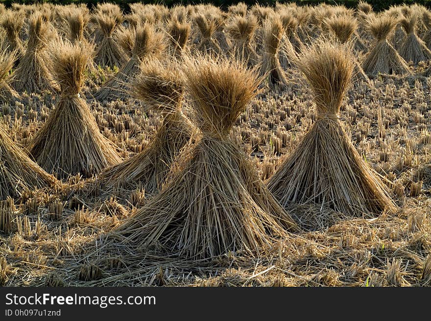 Straw, Grass Family, Hay, Grass