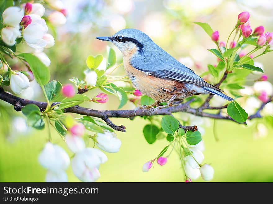 Bird, Fauna, Branch, Beak