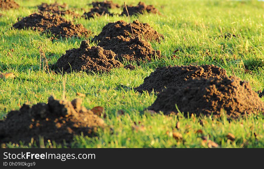 Grass, Grassland, Ecosystem, Field