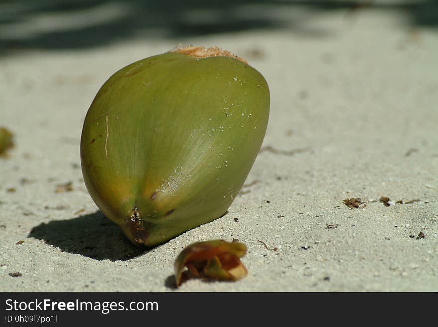 Organism, Macro Photography, Bud, Plant