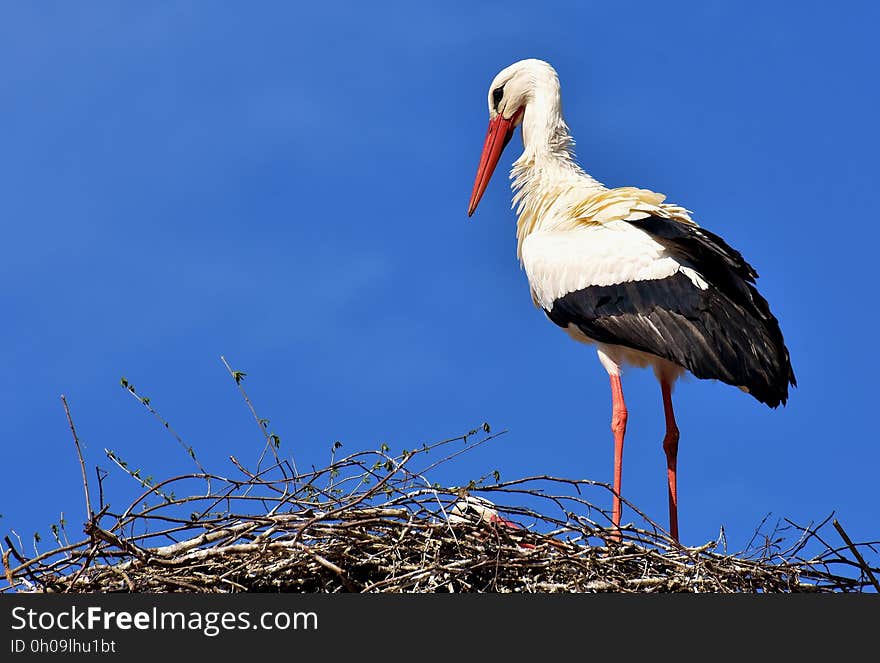 Bird, White Stork, Stork, Ciconiiformes