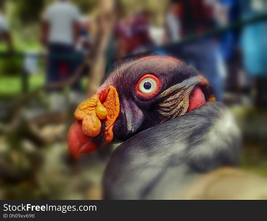 Beak, Close Up, Bird, Organism