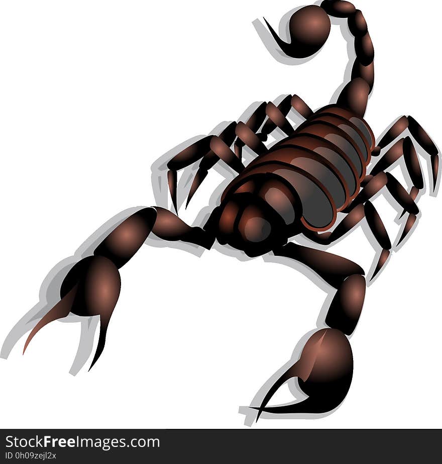 Scorpion, Invertebrate, Arthropod, Membrane Winged Insect