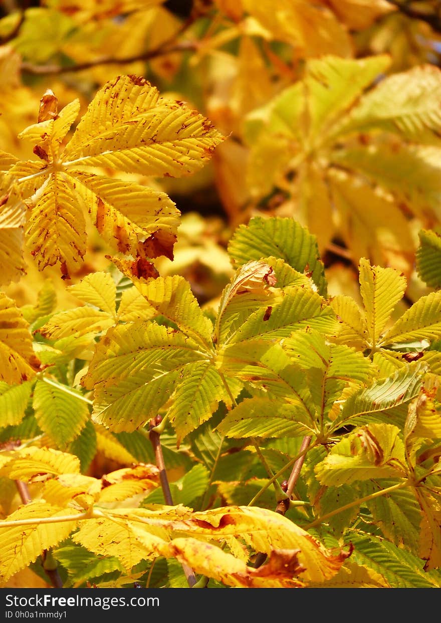 Leaf, Autumn, Vegetation, Deciduous