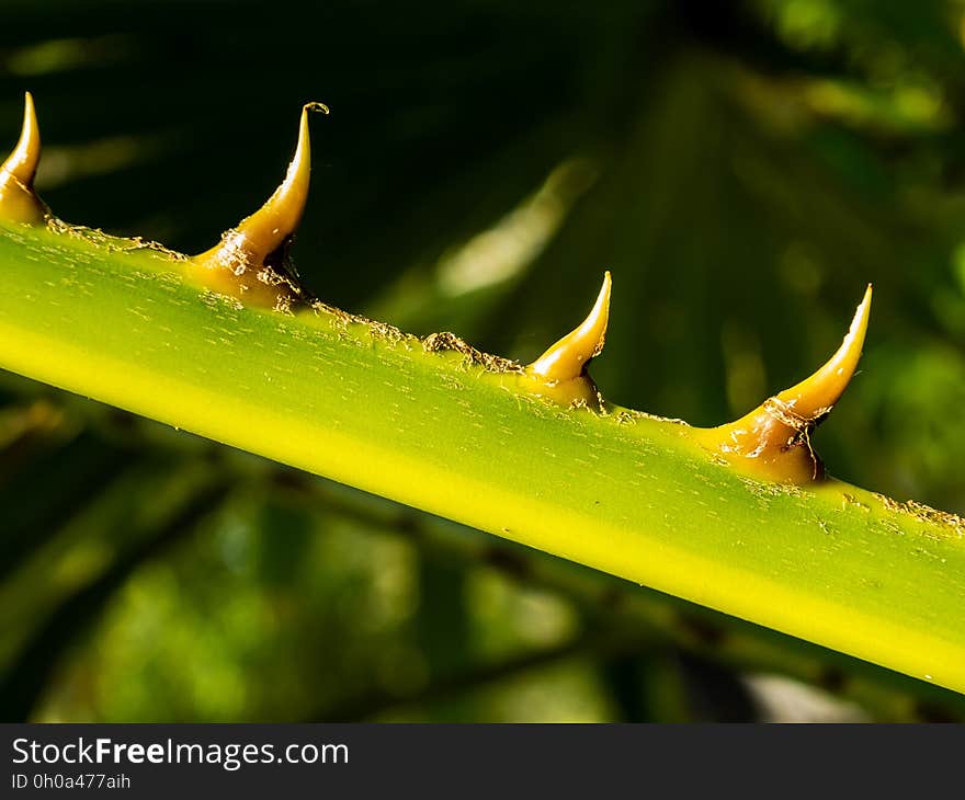 Vegetation, Leaf, Macro Photography, Flora