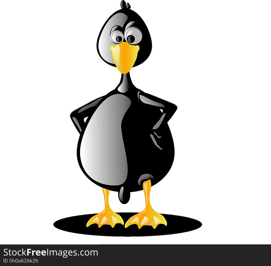 Bird, Beak, Vertebrate, Penguin