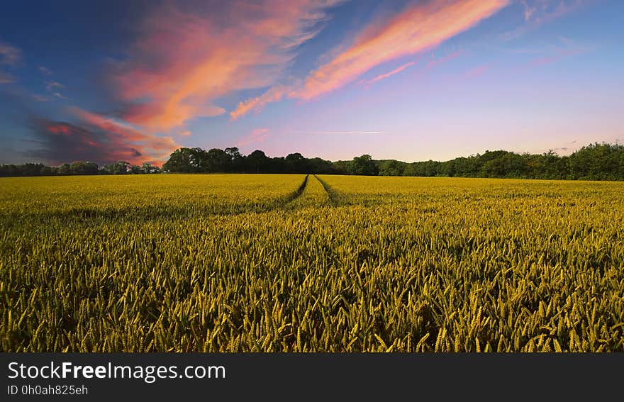 Sky, Field, Crop, Agriculture