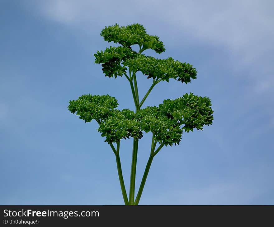 Plant, Vegetation, Apiales, Sky