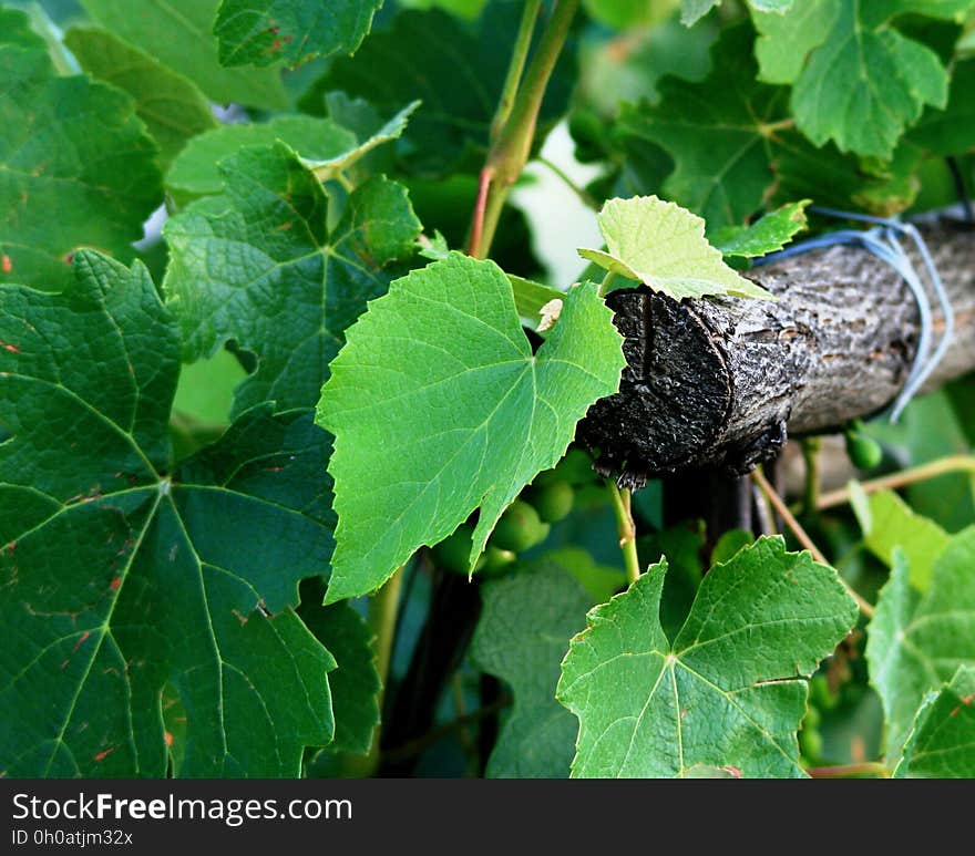 Grapevine Family, Leaf, Grape Leaves, Plant