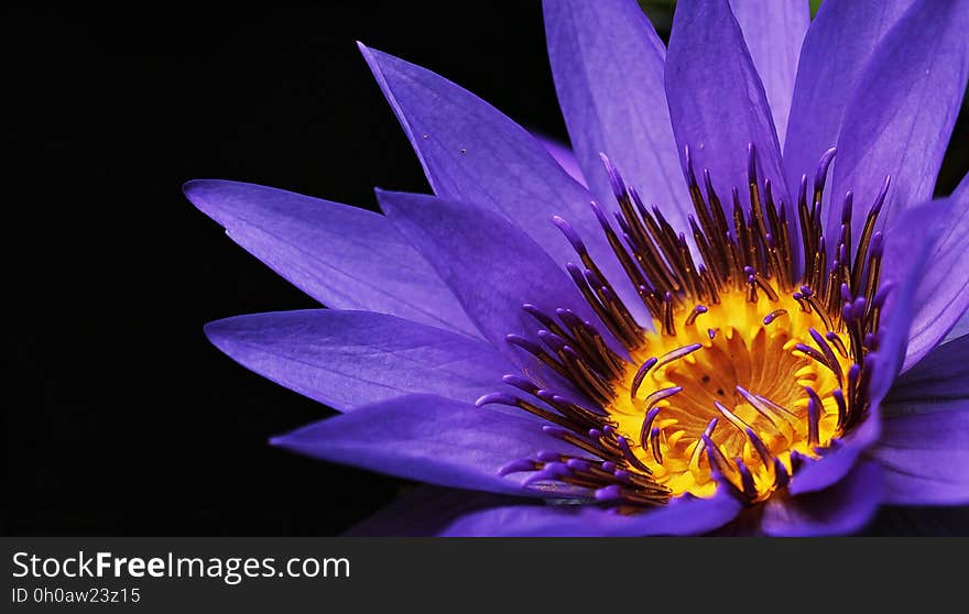 Flower, Blue, Purple, Flora