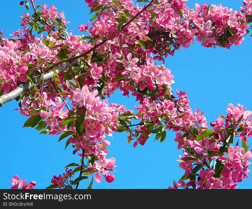 Blossom, Pink, Branch, Spring