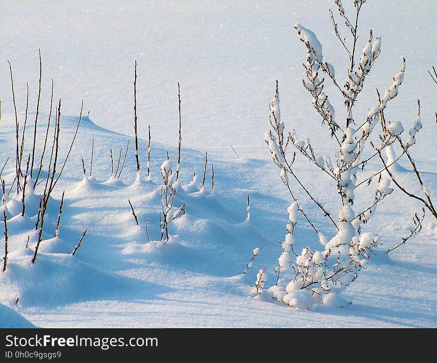 Winter, Snow, Sky, Tree