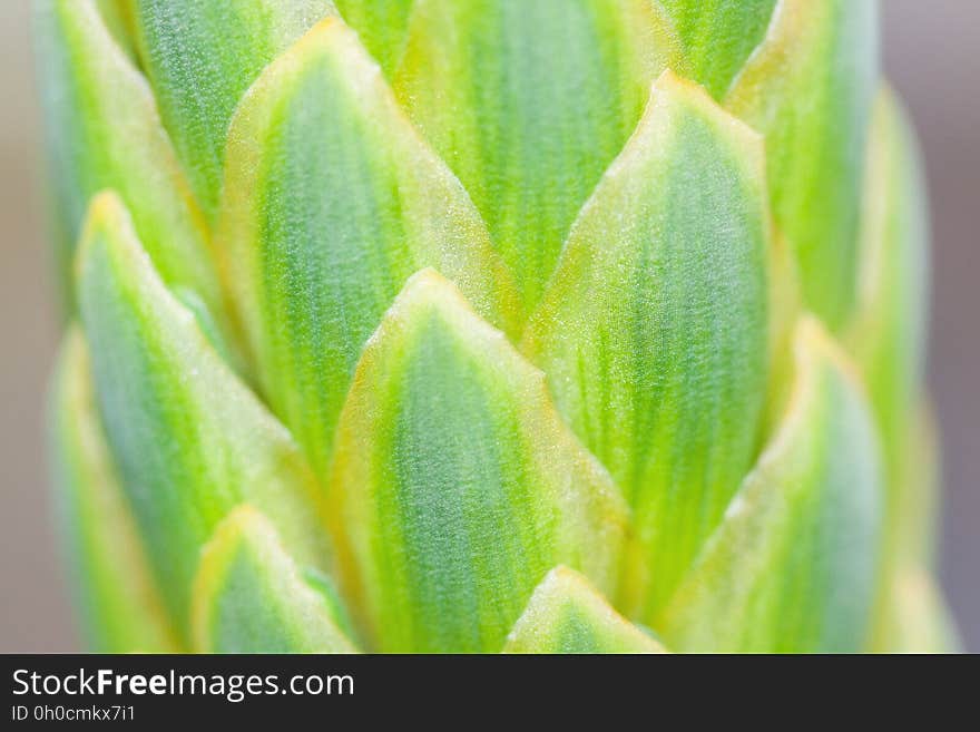 Bud, Close Up, Macro Photography, Flora