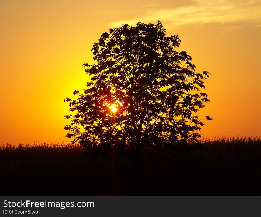 Nature, Sky, Yellow, Tree