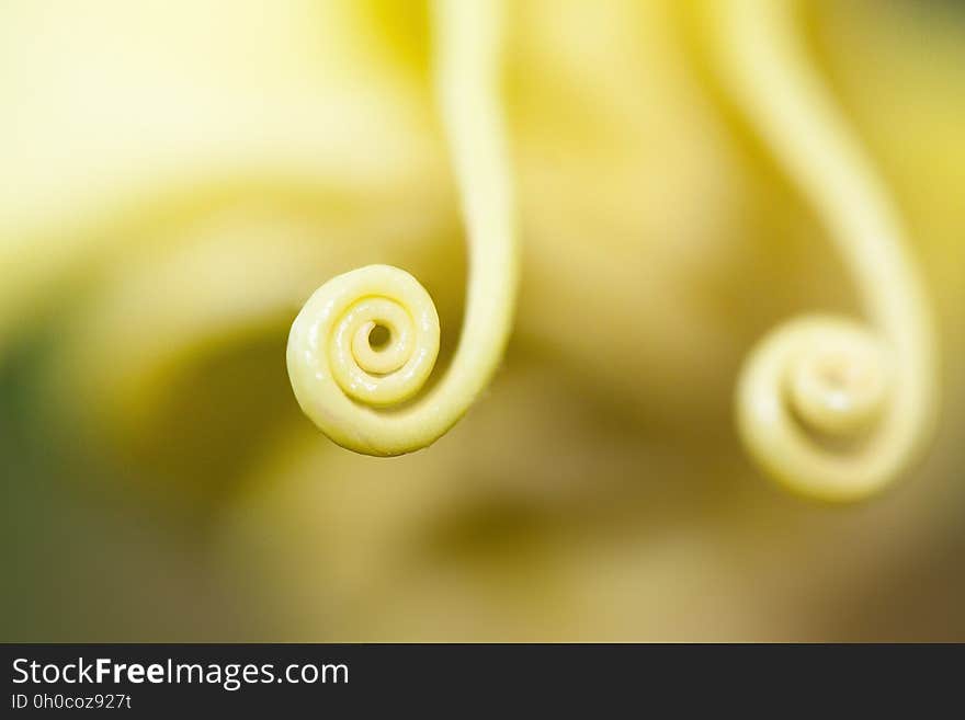 Yellow, Macro Photography, Close Up, Flower