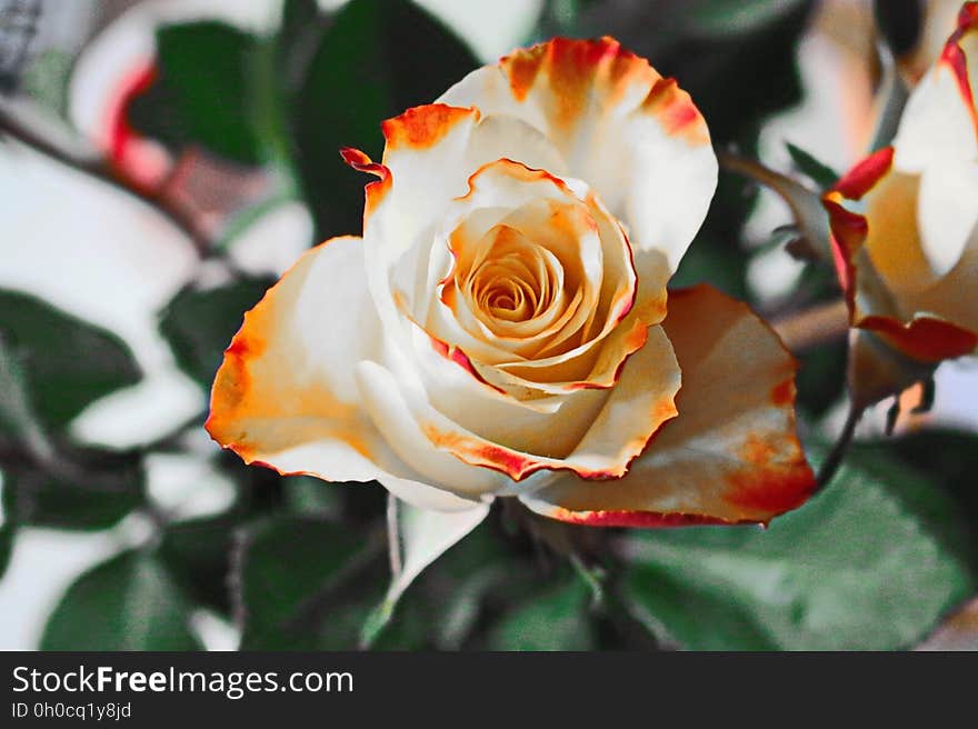 Flower, Rose, Rose Family, Flowering Plant