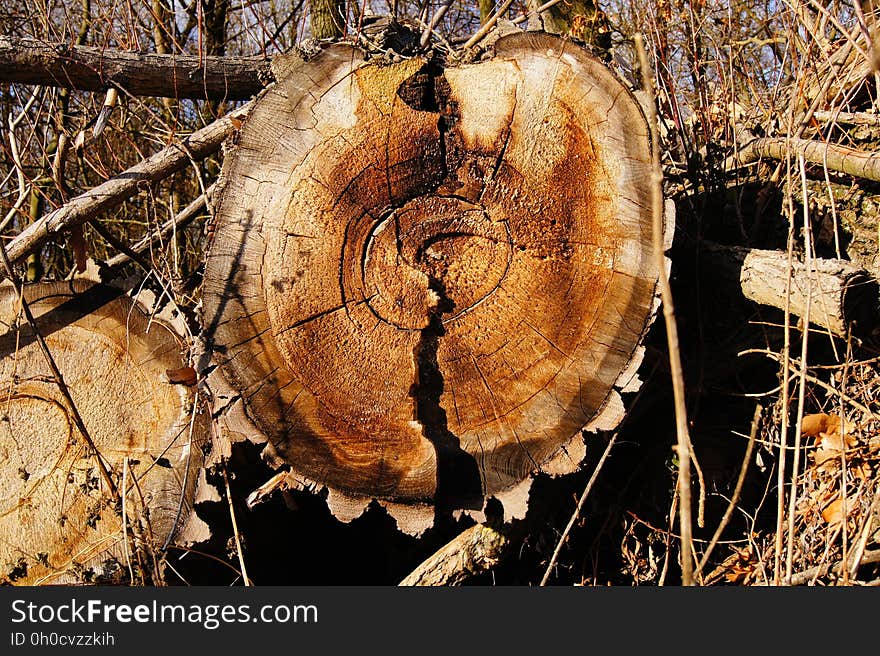 Medicinal Mushroom, Wood, Tree, Fungus