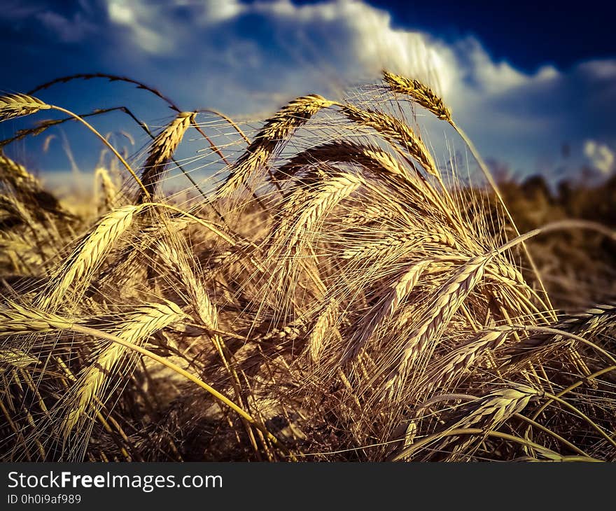 Ripe ears of wheat on a field. Ripe ears of wheat on a field.