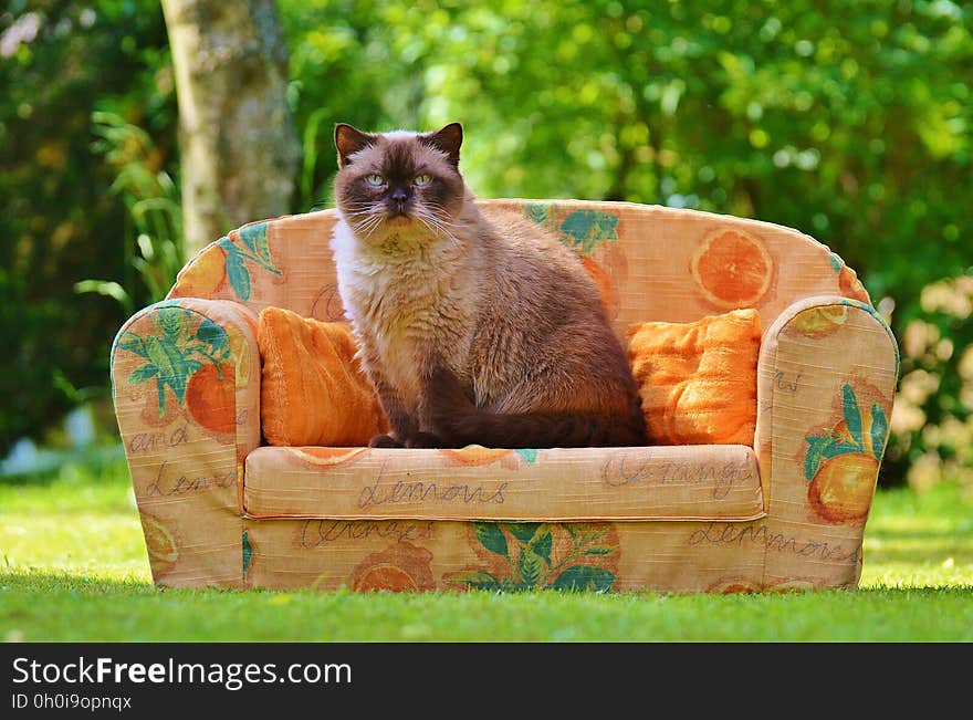 Himalayan Cat Sitting on Orange Sofa Chair during Daytime