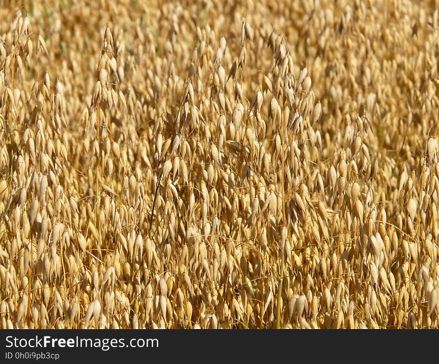 Brown Dried Leaves