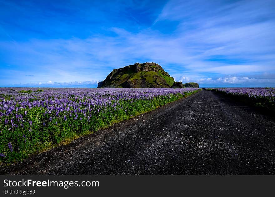 Track over wild moorland with unusual shaped hillock and covered in purple heather in full bloom, blue sky. Track over wild moorland with unusual shaped hillock and covered in purple heather in full bloom, blue sky.