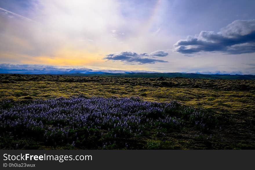 Sunset and low clouds over hay field in countryside with flowers in foreground. Sunset and low clouds over hay field in countryside with flowers in foreground.