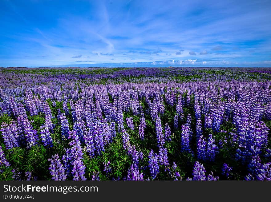 Field of blooming lavender lupine flowers with blue skies on horizon. Field of blooming lavender lupine flowers with blue skies on horizon.